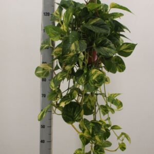Epipremnum pinnatum Aureum scindapsus aureum hang 21cm
(2 Plants/Order)(20cmP 150cmH)