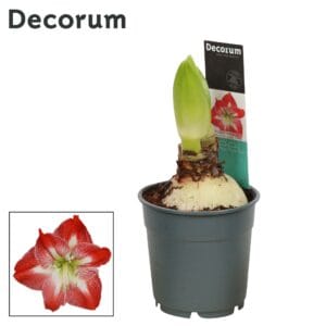 Hippeastrum Amaryllis Exotic Striped 2 bud Extra OP
(10 Plants/Order)(12cmP 25cmH)