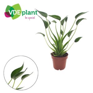 Alocasia Tiny Dancers Alocasia Tiny Dancers p12
(12 Plants/Order)(12cmP 30cmH)