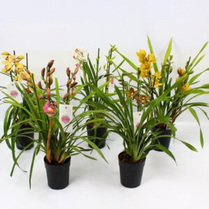 Cymbidium Cymbidium piccobello mix 3-4 spike
(6 Plants/Order)(14cmP 60cmH)