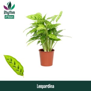 Calathea leopardina Calathea 12cm Leopardina - Rhythm of Nature
(10 Plants/Order)(12cmP 40cmH)