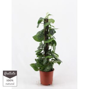 Scindapsus Trebie scindapsus pictus trebie 80cm kratiste klimstok
(1 Plants/Order)(19cmP 80cmH)