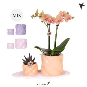 Arrangement Phalaenopsis Kolibri Gift Set small Optimism low mix
(1 Plants/Order)(18cmP 40cmH)