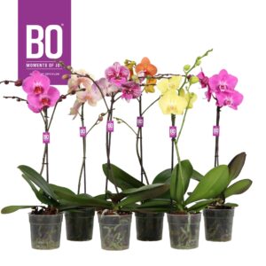 Phalaenopsis mixed Funda P12 BO mix 1 spike
(10 Plants/Order)(12cmP 60cmH)