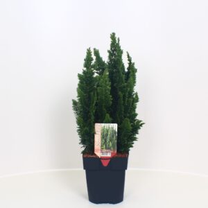 Chamaecyparis Chamaecyparis lawsoniana 'Little Spire' P17
(6 Plants/Order)(17cmP 60cmH)