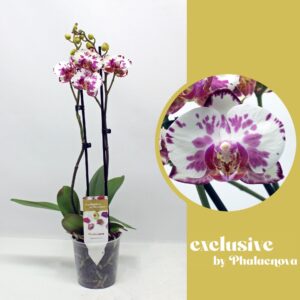 Phalaenopsis white more Ripsen Viola 2-tak 50cm (GROEN)
(6 Plants/Order)(12cmP 50cmH)