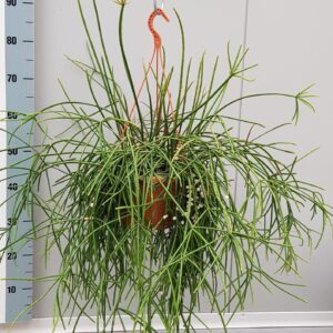 Rhipsalis Rhipsalis Mauritiana 20cm
(1 Plants/Order)(20cmP 40cmH)