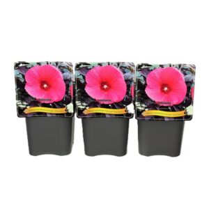 Hibiscus Hibiscus Moscheutos Caroussel Pink Passion C5
(1 Plants/Order)(21cmP 35cmH)