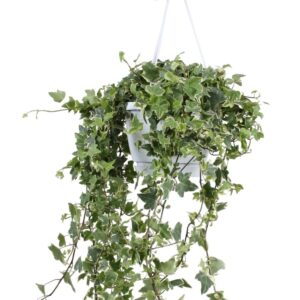 Hedera Eva Hedera helix Eva - hang/XXL
(1 Plants/Order)(17cmP 90cmH)