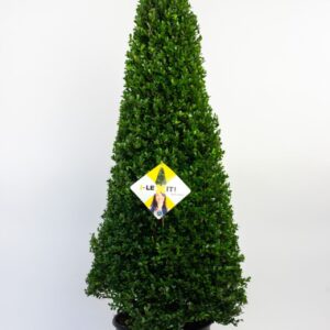 Ilex crenata Dark Green Ilex crenata Dark Green, P36, Cone 110-120cm
(1 Plants/Order)(36cmP 150cmH)