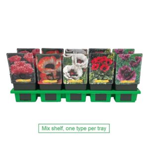 Papaver Papaver mix 6x10 srt. per laag P11
(10 Plants/Order)(11cmP 25cmH)