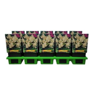 Astilbe Astilbe japonica 'Washington' P11
(10 Plants/Order)(11cmP 25cmH)