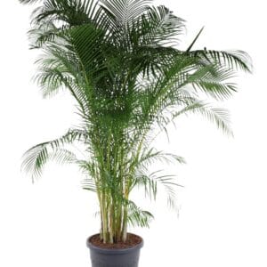 Chrysalidocarpus Dypsis Lutescens(Areca) P58
(1 Plants/Order)(58cmP 290cmH)
