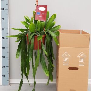 Lepismium houlletian Lepismium Houletianum 20cm
(1 Plants/Order)(20cmP 60cmH)