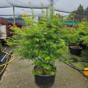 Acer palmatum Seiryu Acer palmatum 'Seiryu'
(1 Plants/Order)(59cmP 170cmH)