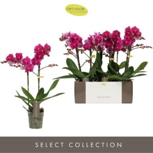 Phalaenopsis Multifloratypes other Exclusivo Asian Violin 2 spike
(6 Plants/Order)(12cmP 45cmH)