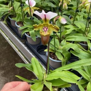 Orchideeen Paphiopdilum
(6 Plants/Order)(9cmP 25cmH)