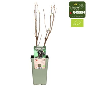 Ribes nigrum Ribes nigrum Ben Nevis Bio P19
(6 Plants/Order)(19cmP 50cmH)