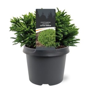 Cryptomeria Cryptomeria japonica 'Little Sonja'
(3 Plants/Order)(19cmP 30cmH)