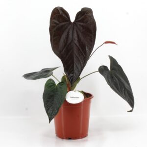 Anthurium Leaf Anthurium Queen of Hearts
(1 Plants/Order)(21cmP 100cmH)