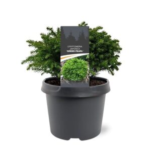 Cryptomeria Cryptomeria japonica 'Green Pearl' 
(1 Plants/Order)(19cmP 30cmH)