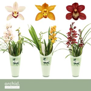 Cymbidium Cymbidium, mix 2-spike 'Orchid Collection' Potcover
(6 Plants/Order)(12cmP 50cmH)