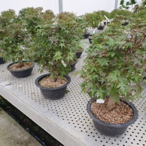 Acer palmatum Deshojo Acer palmatum 'Deshojo', in 23cm trainingspot.
(2 Plants/Order)(23cmP 50cmH)