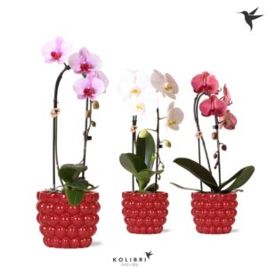 Phalaenopsis Elegant Cascade Kolibri Orchids Cascade Niagara Fall mix 1 spike in Berry Pot
(4 Plants/Order)(12cmP 50cmH)