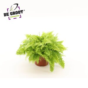 Nephrolepis Boston Blue Bell Nephrolepis exaltata 'Boston Blue Bell'
(10 Plants/Order)(12cmP 27cmH)