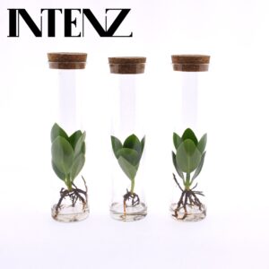 Clusia rosea Princess Clusia in Tube Glas
(15 Plants/Order)(5cmP 15cmH)