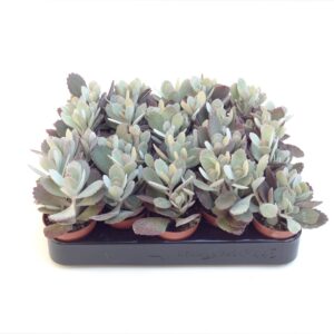 Kalanchoe pumila KALANCHOE PUMILA 5.5
(20 Plants/Order)(5.5cmP 7cmH)
