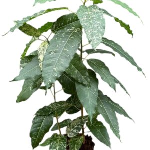 Ficus ficus Snowstorm
(4 Plants/Order)(17cmP 90cmH)