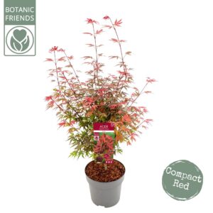 Acer palmatum Shaina Acer palm. 'Shaina'
(1 Plants/Order)(29cmP 110cmH)