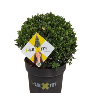 Ilex crenata Dark Green Ilex crenata Dark Green, P26, ball Ø30cm
(1 Plants/Order)(26cmP 45cmH)