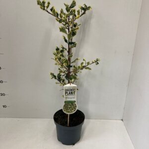 Ilex aquifolium Ferox Argentea Ilex aqui. ‘Ferox Argentea’ -gestokt 60 cm
(1 Plants/Order)(19cmP 70cmH)