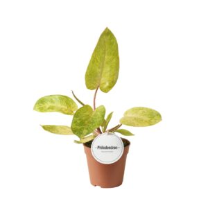 Philodendron Philodendron Painted Lady
(8 Plants/Order)(12cmP 30cmH)