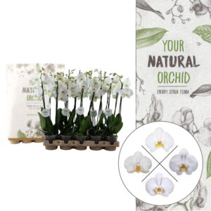 Phalaenopsis white more Ripsen Your Natural Orchid | Eco White 60cm | Phalaenopsis 2 spike
(10 Plants/Order)(12cmP 60cmH)