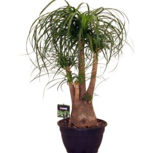 Nolina recurvata Beaucarnea rec. busch
(1 Plants/Order)(26cmP 80cmH)