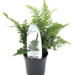 Polypodium vulgare Polypodium vulgare ES11 0,7l
(15 Plants/Order)(11cmP 15cmH)