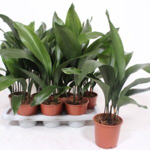 Aspidistra elatior Aspidistra elatior
(7 Plants/Order)(14cmP 60cmH)