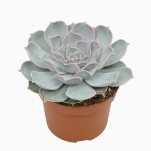 Echeveria lilacina Echeveria lilac china 10,5 cm
(10 Plants/Order)(10.5cmP 14cmH)
