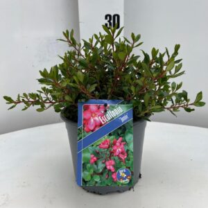 Escallonia Escallonia 'Jamie' PBR
(1 Plants/Order)(17cmP 25cmH)
