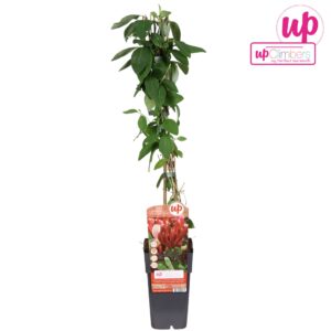 Lonicera Red World Lonicera japonica Red World P15
(10 Plants/Order)(15cmP 65cmH)