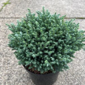 Chamaecyparis Chamaecyparis p. 'Blue Moon'
(1 Plants/Order)(19cmP 30cmH)