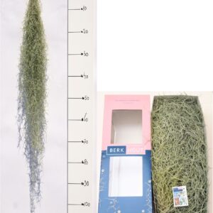 Tillandsia usneoides Tillandsia 100 cm
(10 Plants/Order)(5cmP 100cmH)