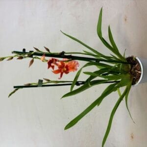 Cambria Nelly Isler Cambria Nelly Orange 2tak
(10 Plants/Order)(12cmP 55cmH)