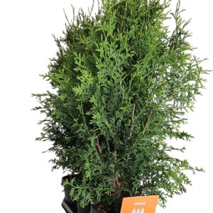 Thuja Brabant Hedgeline Thuja occidentalis (King of) Brabant C3
(3 Plants/Order)(19cmP 75cmH)