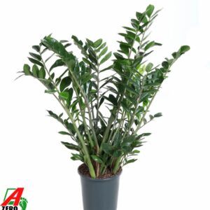 Zamioculcas zamiifolia Zamioculcas Zamiifolia P27
(1 Plants/Order)(27cmP 110cmH)