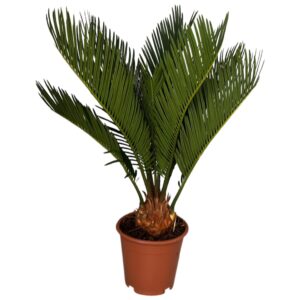 Cycas revoluta Cycas revoluta 6-9 Feathers
(10 Plants/Order)(12cmP 40cmH)