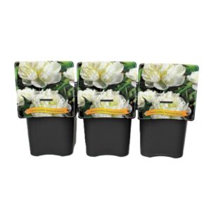 Paeonia Duchesse de Nemours Paeonia Lactiflora 'Duchesse de Nemours' C5
(1 Plants/Order)(21cmP 35cmH)
